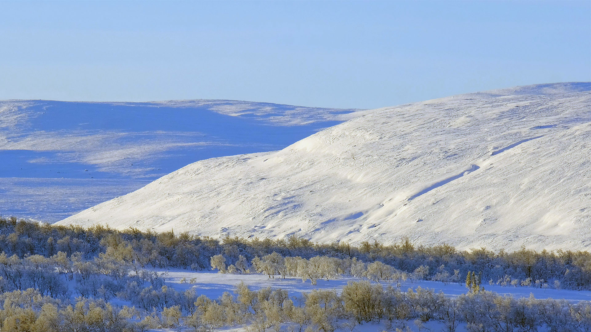 Fotograf: Per-Olov Wikberg Kalfjäll med skog framför