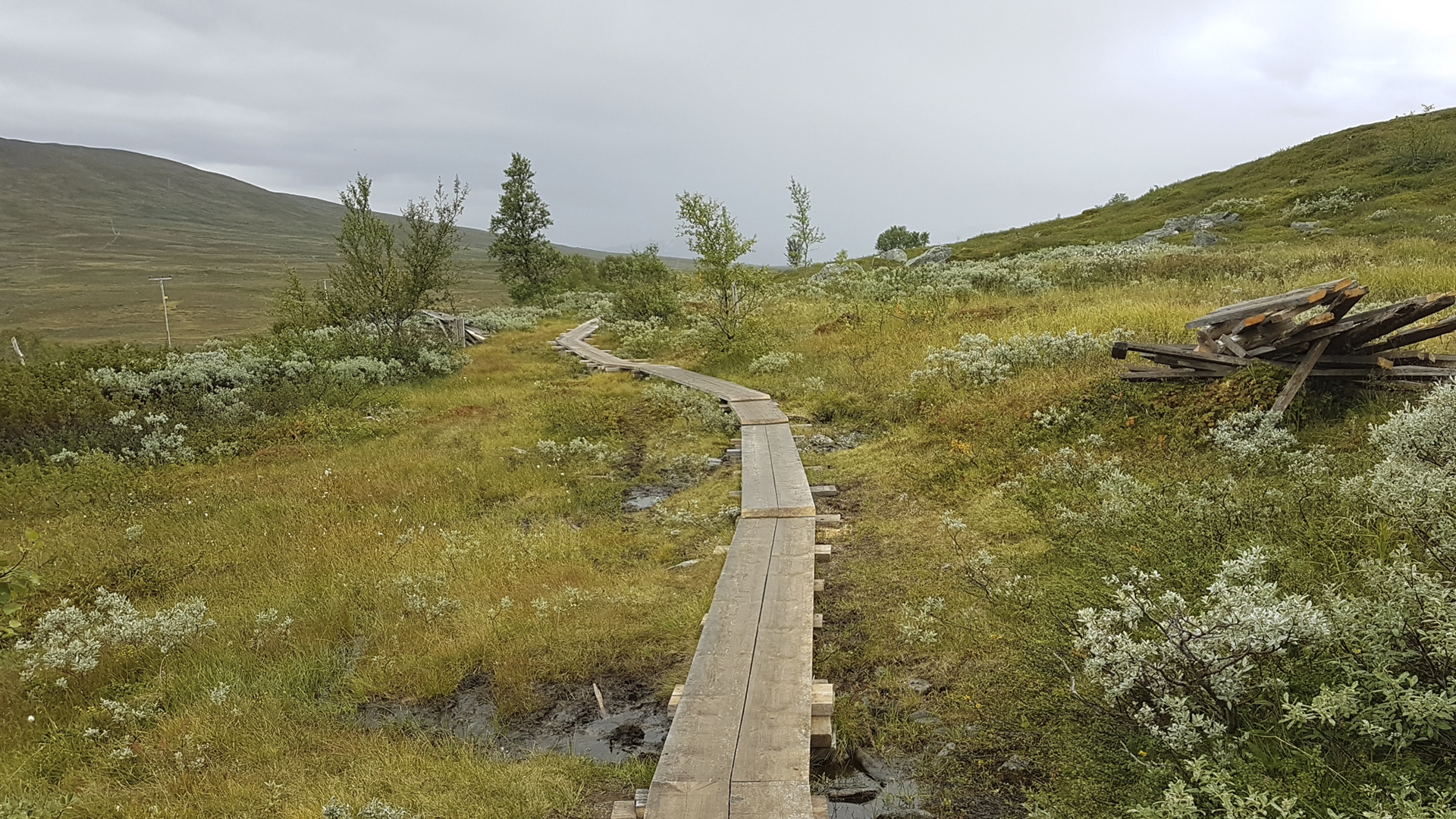 Träspång på fjäll i sommarlandskap