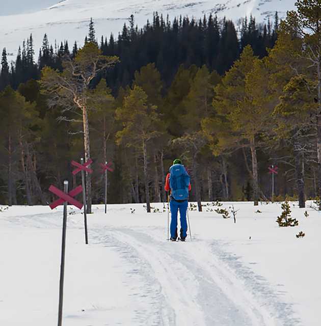  Längdskidåkare syns bakifrån i skidspår i snöigt landskap